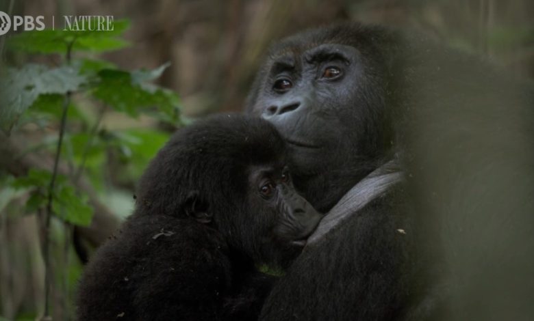 uma mãe gorila das planícies orientais com um bebê amamentando na selva