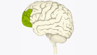 Ilustração do cérebro em creme com o córtex pré-frontal destacado em verde. O fundo é branco.