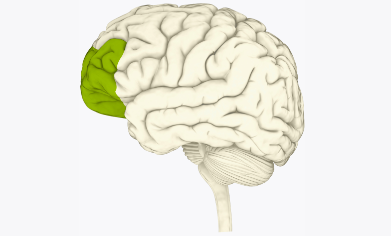 Ilustração do cérebro em creme com o córtex pré-frontal destacado em verde. O fundo é branco.