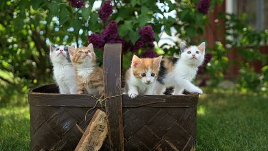 A ciência prova o que suspeitávamos: os gatos são basicamente ‘líquidos’