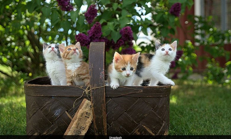 A ciência prova o que suspeitávamos: os gatos são basicamente ‘líquidos’