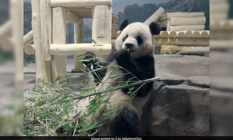 Pandas gigantes voaram da China para os EUA a bordo do 'Panda Express'