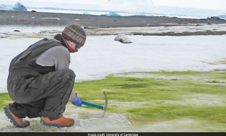 Antártica ficando verde em ritmo alarmante, afirma estudo