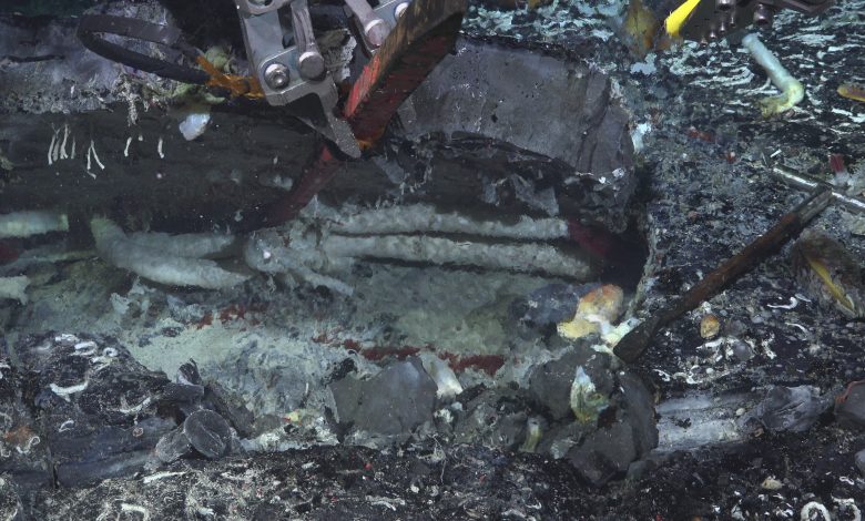 Imagem subaquática de um veículo operado remotamente levantando uma placa de crosta oceânica para revelar grandes vermes tubulares brancos.