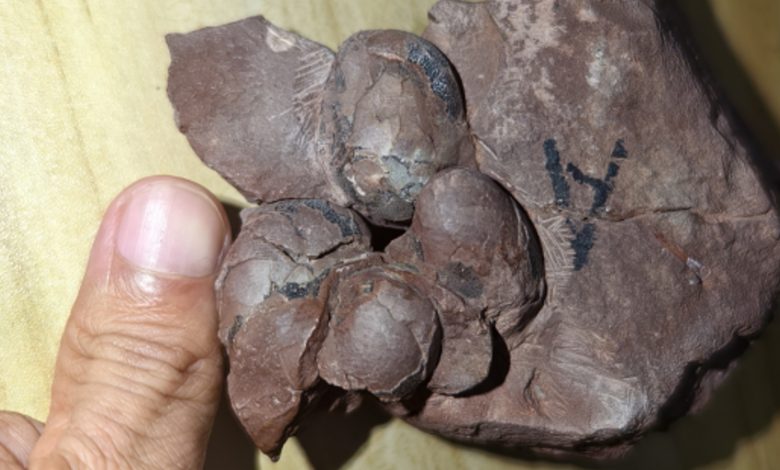 Uma foto dos ovos fossilizados ao lado de um polegar humano para comparação de tamanho