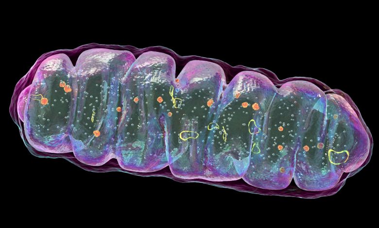 O mau funcionamento das mitocôndrias pode causar a doença de Crohn, sugerem estudos iniciais